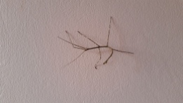 Stick Bug Outside Our Room